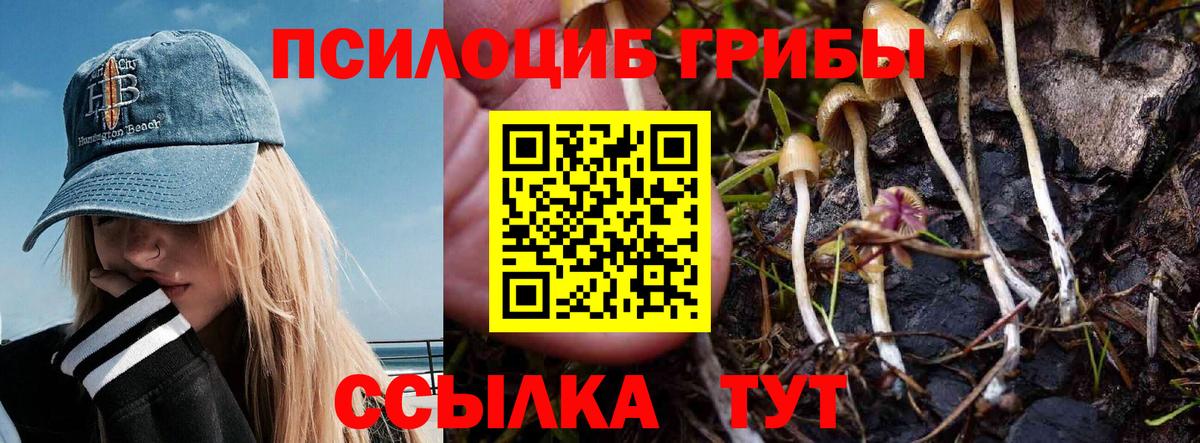 Галлюциногенные грибы Psilocybe Долгопрудный